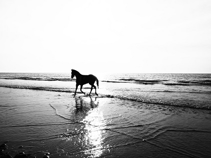 horse on seashore beach